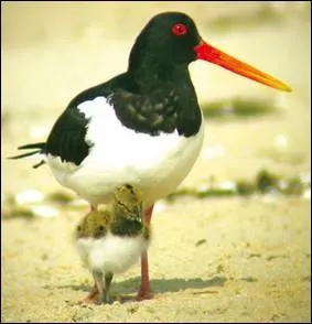 Il n'est pas un mangeur d'huitres comme son nom l'indique, mais ce limicole consomme beaucoup de coquillages :