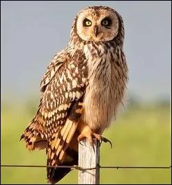 Ce rapace diurne et nocturne aime les espaces dcouverts et sauvages . Lorsqu'il met son chant, on dit qu'il   bouboule   :