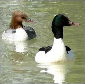 Le dimorphisme sexuel de cette espce est trs apparent, le mle possde une tte vert fonc tandis que celle de la femelle est brune :