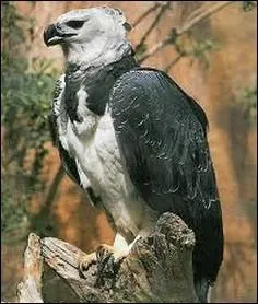 C'est un aigle forestier d'Amrique latine se nourrissant de paresseux , singes et serpents :