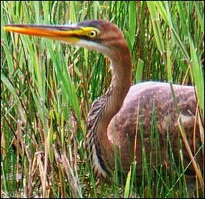Quel est ce hron nidifiant dans les roselires ?