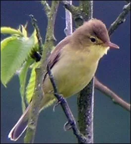 Visiteur de l't en France . Quel est ce petit passereau gris-brun olivtre ?