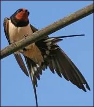 C'est la plus commune de nos hirondelles :