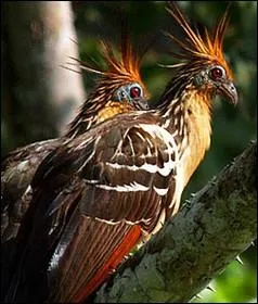 Vivant dans les bassins de l'Ornoque et de l'Amazone, c'est le seul oiseau ayant recours  une fermentation bactrienne  la manire des ruminants :