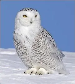 Son milieu naturel, c'est le grand nord, la toundra :