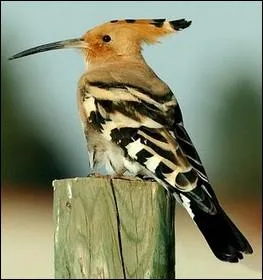 Hte de nos campagnes, elle frquente galement nos jardins. Appele dans certaines contres   salope   ou   pupu   en raison de l'odeur ftide de son nid :