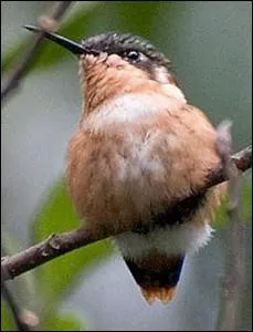 Quel est cette espce de colibri dont l'habitat principal est au Vnzuela ?