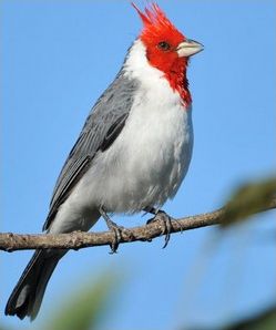 Quiz Oiseaux