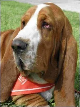 De quel chien s'agit-il ?