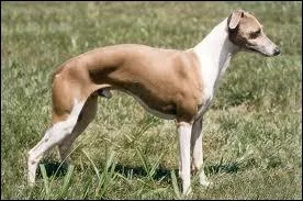 Devinez la race de ce chien :