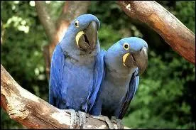 Quels sont ces magnifiques oiseaux ?