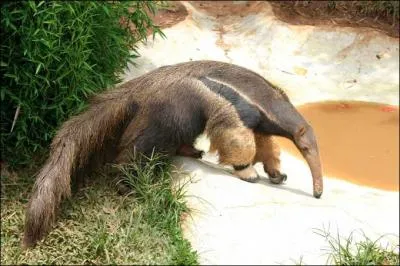 Quel est cet animal qui peut mesurer jusqu' 2 m ?