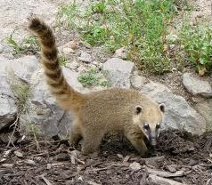 Quiz Animaux