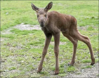C'est dans le Nord que vous avez le plus de chance de l'apercevoir !