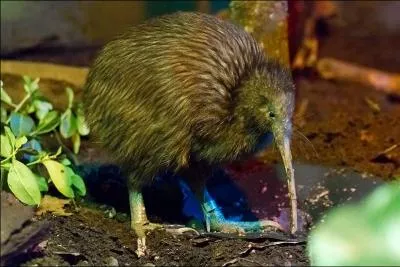Ces oiseaux endmiques de Nouvelle-Zlande sont incapables de voler, comment sont-ils appels ?