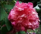 Quelle est cette fleur ?