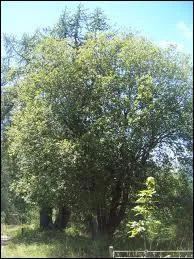 Quel est cet arbre ?