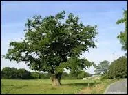 Quel est cet arbre ?