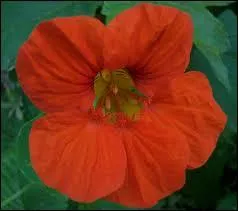 Quelle est cette fleur ?