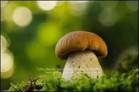 Quel est ce champignon ?
