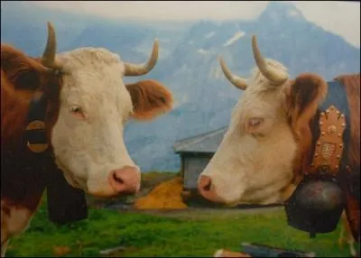 Comment appelle-t-on les cloches en bronze ou laiton attaches au cou des bovins en pture ?