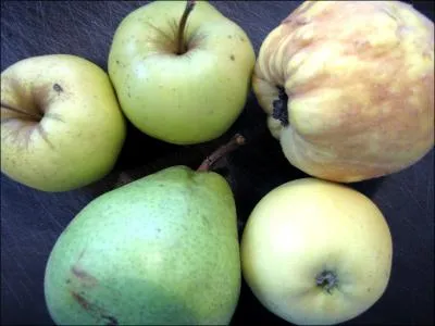 C'est un fruit assez gros dont le forme voque celle d'une cloche. Sa chair est acide et rafrachissante. La  Cloche  est une varit de...