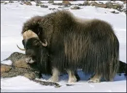 Encore un noble animal,  la robe longue et superbe. C'est un ?