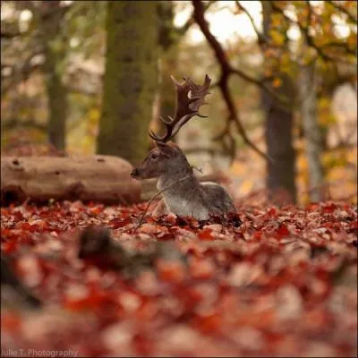 En dehors du pelage, comment diffrencier un daim d'un cerf ?