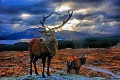 En dehors du pelage, comment diffrencier un cerf d'un daim ?