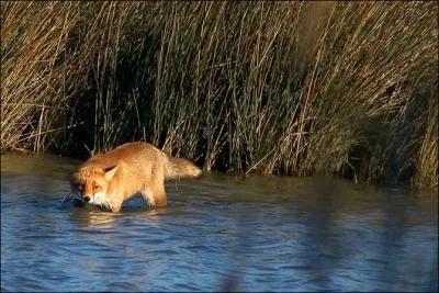 Comment fait le renard pour croquer un hrisson sans se faire piquer ?