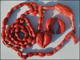 Viscre : organe du corps humain, abat, boyau, intestin.