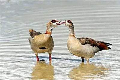 Quels sont ces deux oiseaux ?