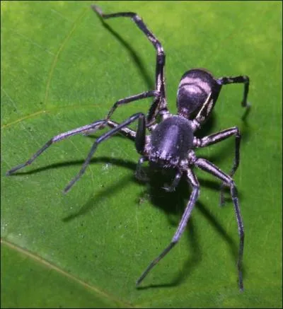 Cet insecte est une fourmi !