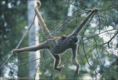 Quelle est la particularit des singes d'Amrique ?