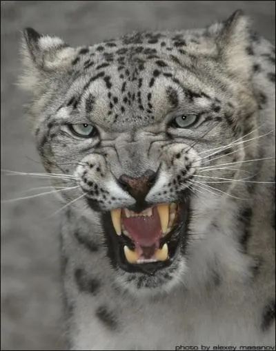 Ce flin a une magnifique fourrure, il s'agit ...