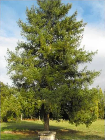 Quel est le nom de ce rsineux ?