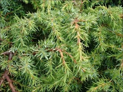 Quel est ce conifre ?