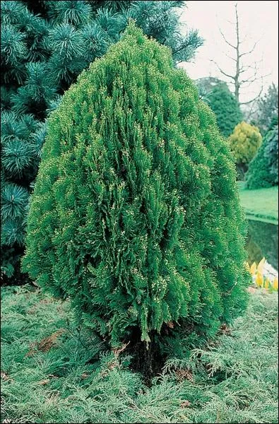 Quel est ce conifre trs utilis pour former des haies ?