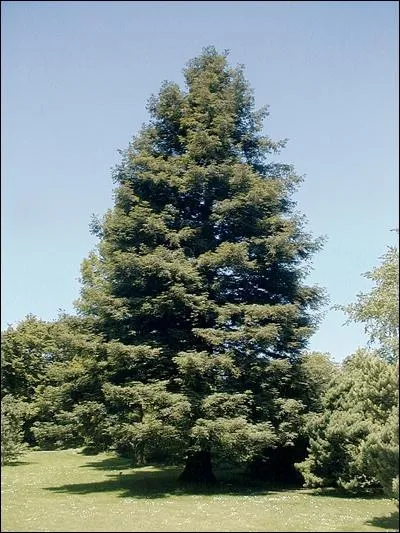 Cet arbre est le plus grand du monde et peut mesurer plus de 100 mtres :