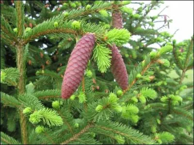 Quel est ce conifre ?