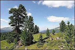 Quel est ce conifre appel aussi Arolle, qui pousse en montagne entre 1 700 et 2 400 m ?