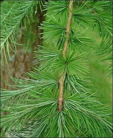 Reconnaissez-vous ce conifre qui perd ses aiguillons en autome et en hiver ?