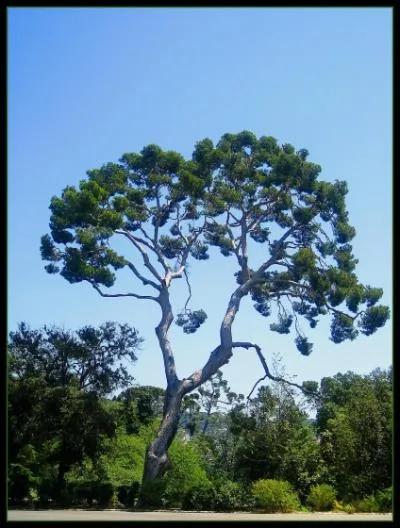 Comment s'appelle ce conifre ?