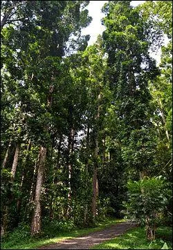 Quels sont ces conifres dont la rpartition s'tend de l'Australie  la Nouvelle Guine ?