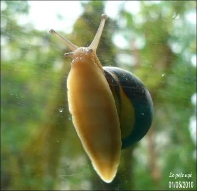 Combien de pieds l'escargot a-t-il ?