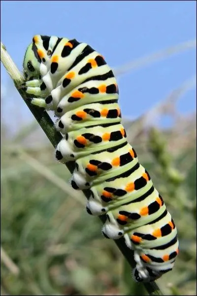 En quel papillon se transforme cette chenille ?