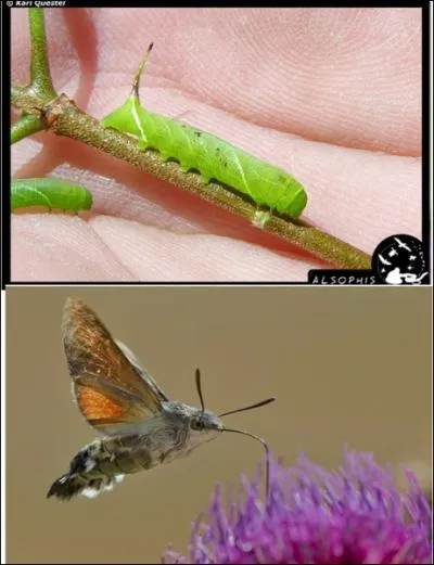 A quelle vitesse le plus rapide des papillons peut-il se dplacer ?