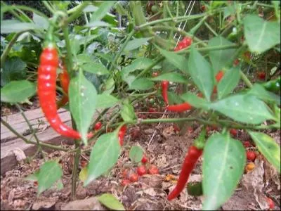 Ils n'en mettent pas dans le Ti'Punch, mais on peut tout de mme, quelquefois, se poser la question !