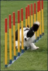 Quelle activit sportive fatigue surtout le chien ?