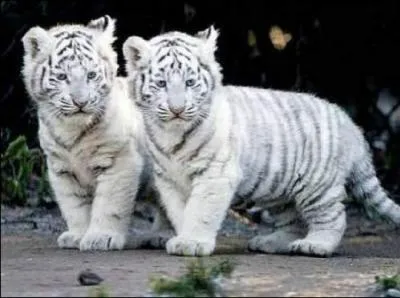 Quel est le petit de la tigresse ?